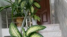 آپارتمان مبله یک خواب در شمشاد یزد