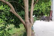آپارمان مبله دوخواب نارنج من در رامسر