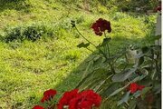ویلا 2 خواب در ماسال