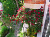 آپارتمان مبله دوخواب جکوزی دار جنگلی السای در طرقبه