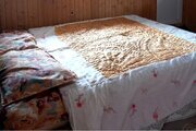 کلبه چوبی تکخواب در ماسال