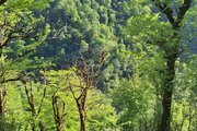 واحد دو خواب سنتی در طبقه اول ویلا در ماسوله
