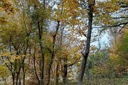 کلبه چوبی تکخواب مبله در ماسال