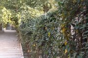 ویلا دوبلکس استخردار مبله تکخواب در کردان