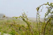 ویلا رو به دریا شیک در مجموعه ویلایی نور