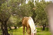 باغ ویلا تکخواب مبله 2 در منجیل