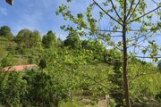 اتاق 50 متری سنتی در بومگردی لاهیجان