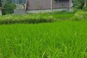 کلبه دوبلکس دوخواب مزرعه پدری در شیرگاه