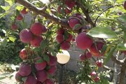 واحد دو خواب در طبقه همکف ویلای رامیان