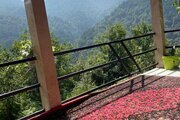 ویلای تکخواب مبله جنگلی در تالش