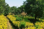 واحد دوخواب در طبقه دوم ویلا جنگلی رامسر | باغ بزرگ اختصاصی