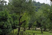 کلبه چوبی مبله دوخواب نارنج در ماسال
