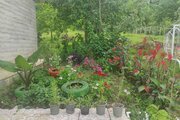 ویلا جنگلی یک خوابه در ماسال