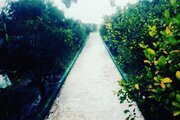 اجاره خانه ویلایی استخردار دو خواب تاریانا در دزفول