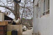ویلا باغ تکخواب آقاجون در ورامین