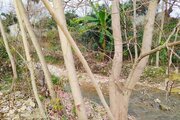کلبه تک خواب استخردار کلاره در شیرگاه