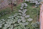 ویلا تکخواب مبله نازلی در چلاو آمل