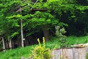 کلبه مبله استخردار  جنگلی در ساری