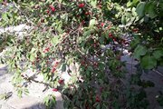 باغ ویلا دوخواب استخردار دلگشا در مشهد