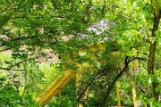 کلبه درختی دوبلکس آرامیس در فیروزکوه