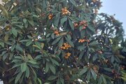 آپارتمان مبله دوخواب مهرشاد 2 در چالوس