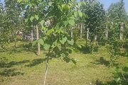 خانه ویلایی تک خواب مبله در رشت