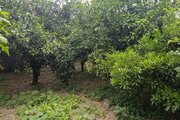 ویلا باغ تک خواب خانه ی سبز در قائمشهر