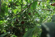 ویلای دوبلکس سه خواب استخردار سرپوشیده در لواسان