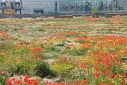 آپارتمان مبله دو خواب 7 در جلفا