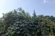 سوئیت سنتی جنگلی یزدان در آستارا