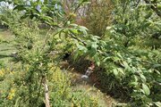 کلبه چوبی دوخواب دادرس در ماسال