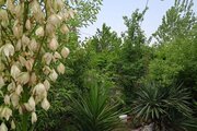 ویلا مبله تکخواب پرهام در ماسال