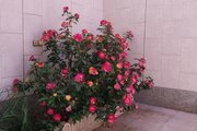 آپارتمان تکخواب نیکا در اصفهان