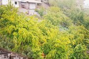 واحد تکخواب مبله در طبقه ی اول ویلا بابل