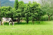 کلبه جنگلی تکخواب مبله در تالش سراگاه