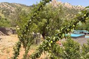 ویلا دوبلکس مبله دوخواب در یاسوج