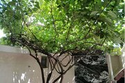 واحد در طبقه اول ویلا آقایی پره سر