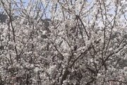 واحد مبله دوخواب طبقه اول ویلا جنگلی در سوادکوه