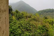 ویلا جنگلی دو خواب شمشاد در اربه کله