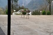 واحد تکخواب 2 در ویلای رودسر روستای میلاش
