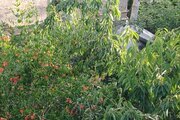 واحد مبله تکخواب در طبقه همکف ویلا در معلم کلایه