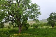 باغ ویلا دو خواب مبله در الیگودرز