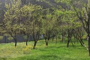 ویلا جنگلی تکخواب مبله در سوادکوه