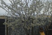 آپارتمان مبله دو خواب در سمیرم