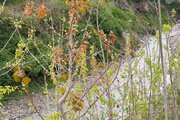 کلبه سوئیسی دوبلکس دوخواب در سلمان شهر