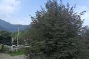 واحد دوخواب عمارت مهراد در طبقه اول ویلای اسالم