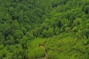 کلبه جنگلی طبقه ی دوم در سواد کوه