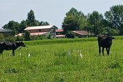 ویلا دو خواب ساحلی در اسالم