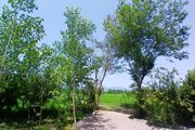 کلبه سوئیسی مبله تکخواب مونترو در ماسال