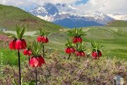 ویلا مبله دو خواب در سمیرم